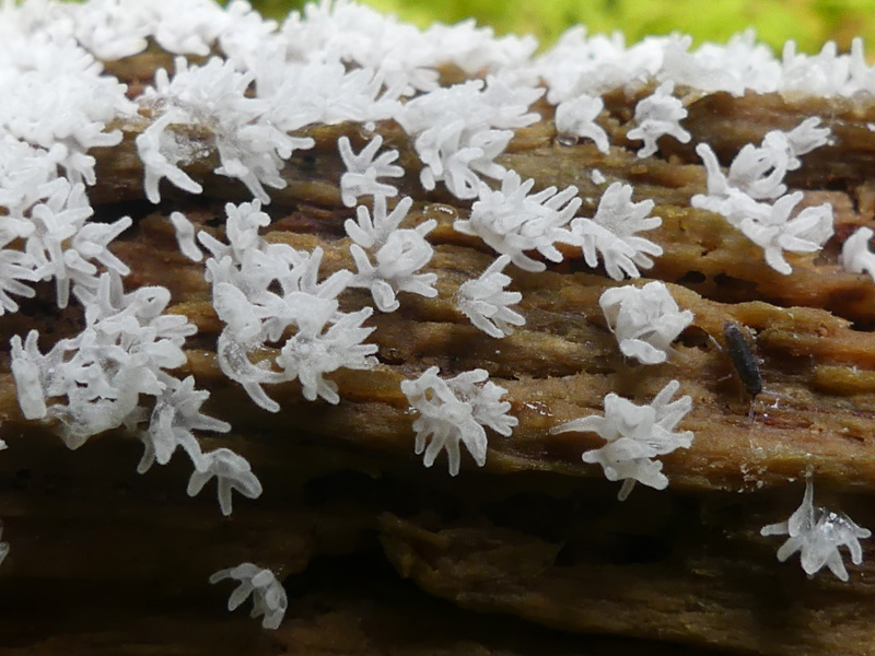 Ceratiomyxa fructiculosa 057.jpg