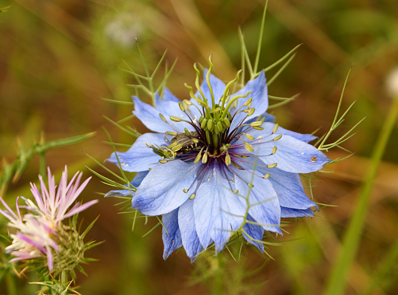 Nigella damascena 5506.JPG