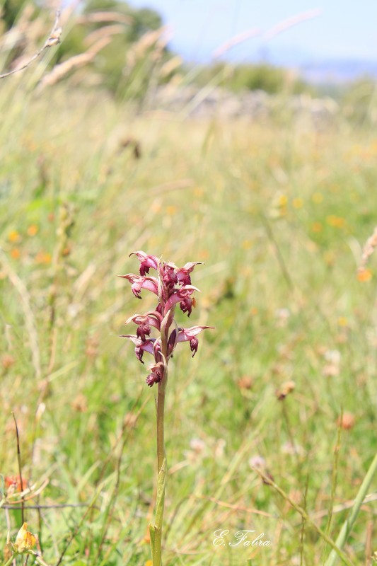 Orchis coriophora (1).jpg