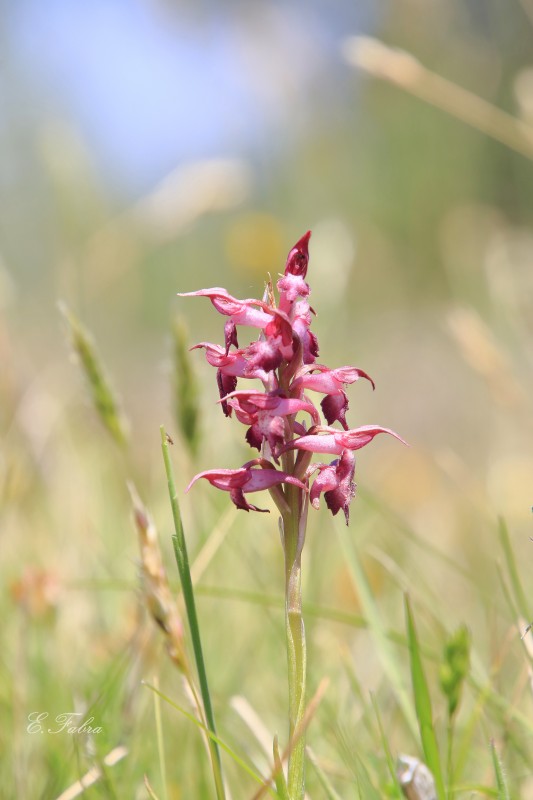 Orchis coriophora (2).jpg