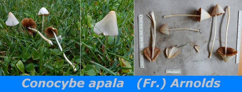 Conocybe apala (Fr.) Arnolds..jpg