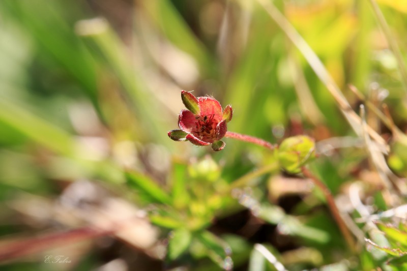 Geum rivale (3).jpg