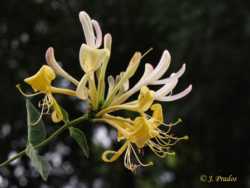 Lonicera periclymenum_7.JPG