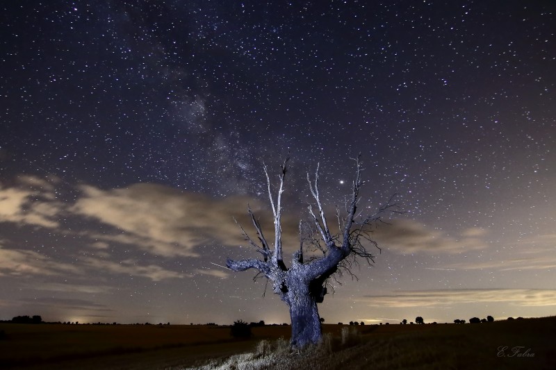 Arbol y Vía Lactea (1).jpg