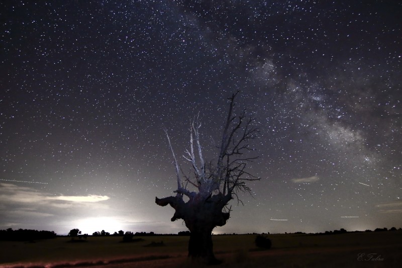 Arbol y Vía Lactea (4).jpg