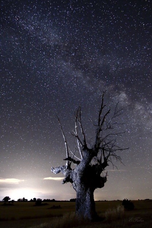 Arbol y Vía Lactea (5).jpg