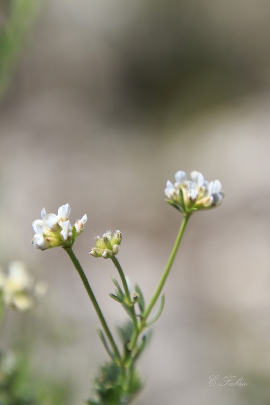 Dorycnium cf. pentaphyllum (1).jpg