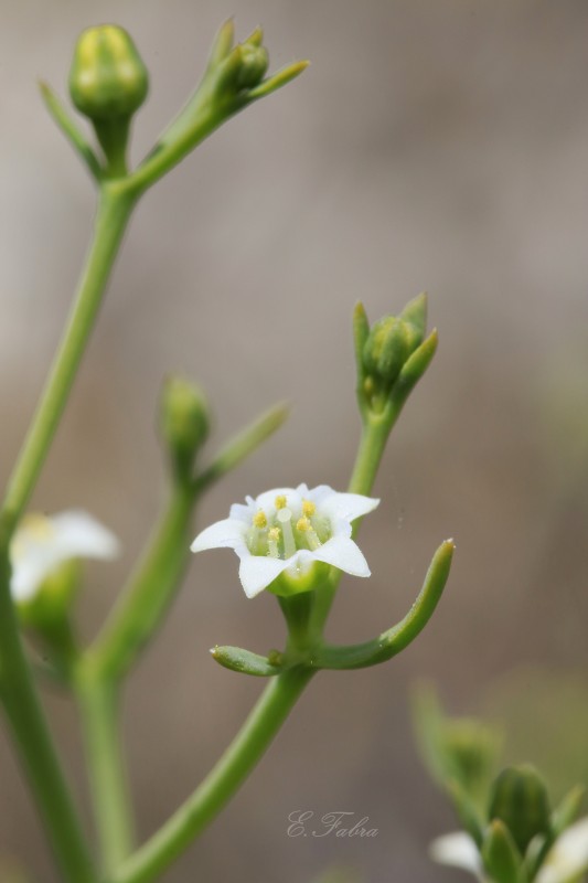 Thesium humifusum.jpg