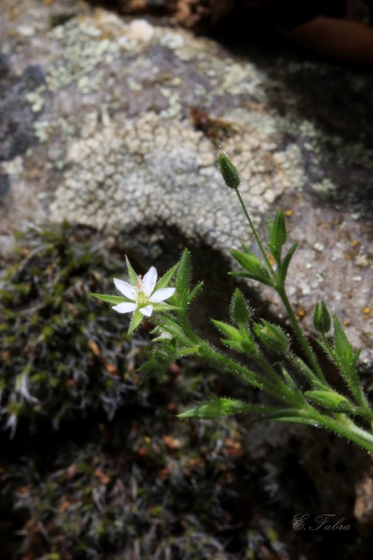 Minuartia hybrida (1).jpg