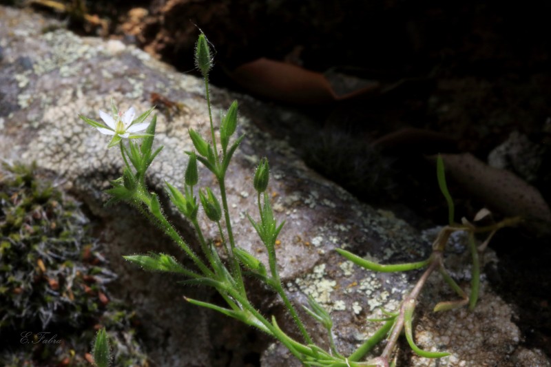 Minuartia hybrida (2).jpg