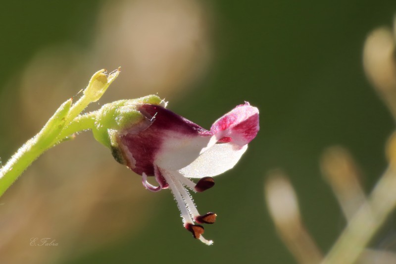 Scrophularia canina (1).jpg