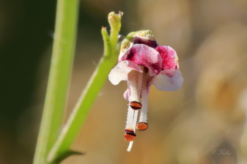 Scrophularia canina (3).jpg