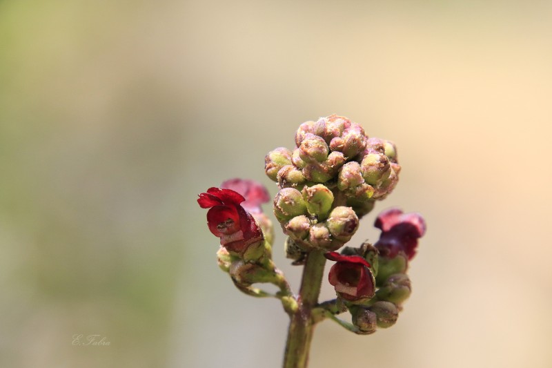 Scrophularia lyrata (3).jpg