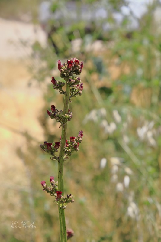 Scrophularia lyrata (4).jpg