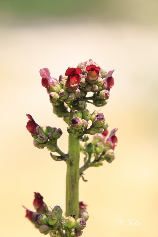 Scrophularia lyrata (5).jpg