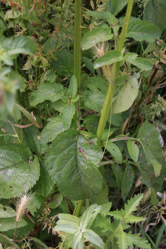 Scrophularia lyrata (2).jpg