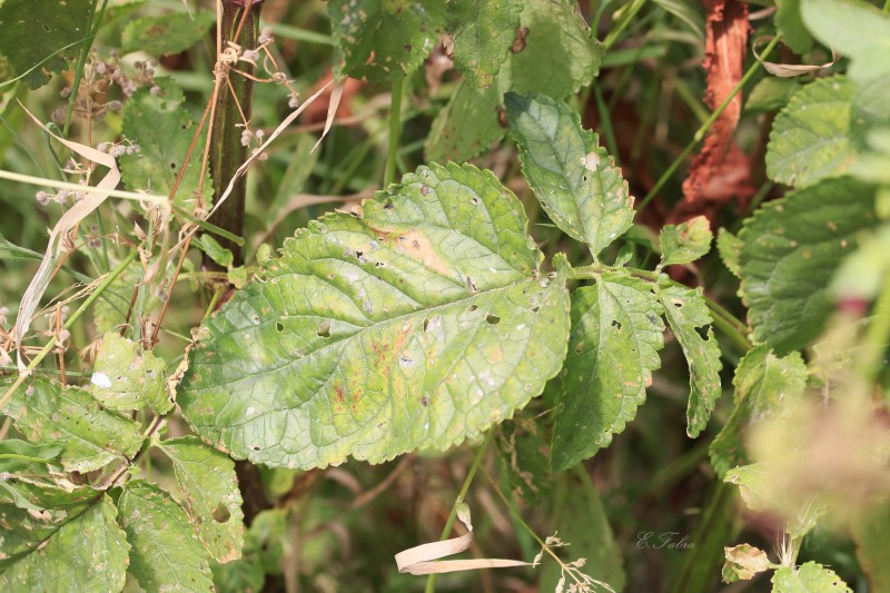 Scrophularia lyrata.jpg