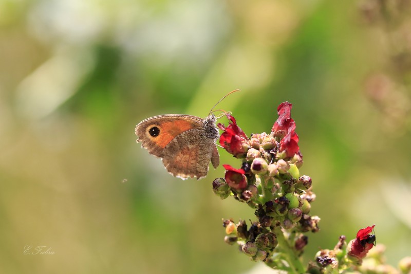 Scrophularia lyrata (6).jpg