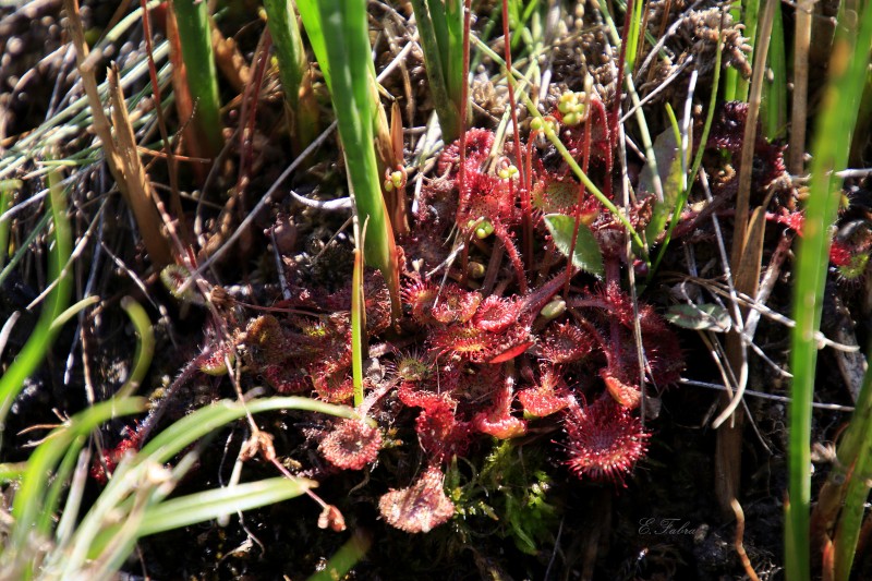 Drosera rotundifolia (1).jpg