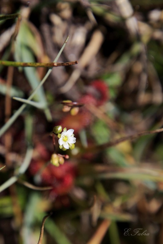 Drosera rotundifolia (2).jpg