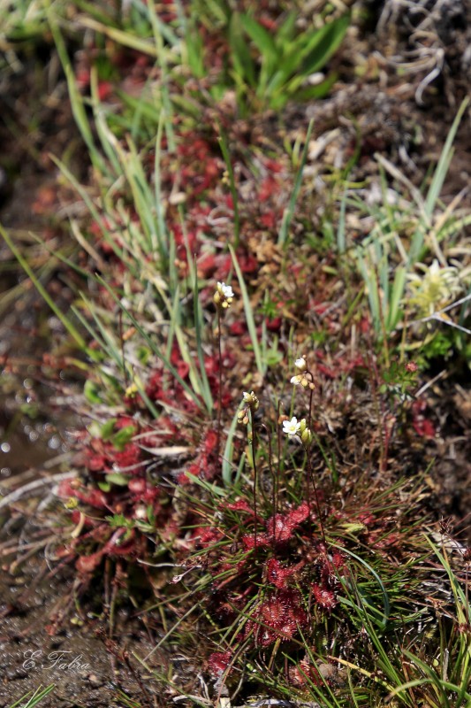 Drosera rotundifolia (4).jpg