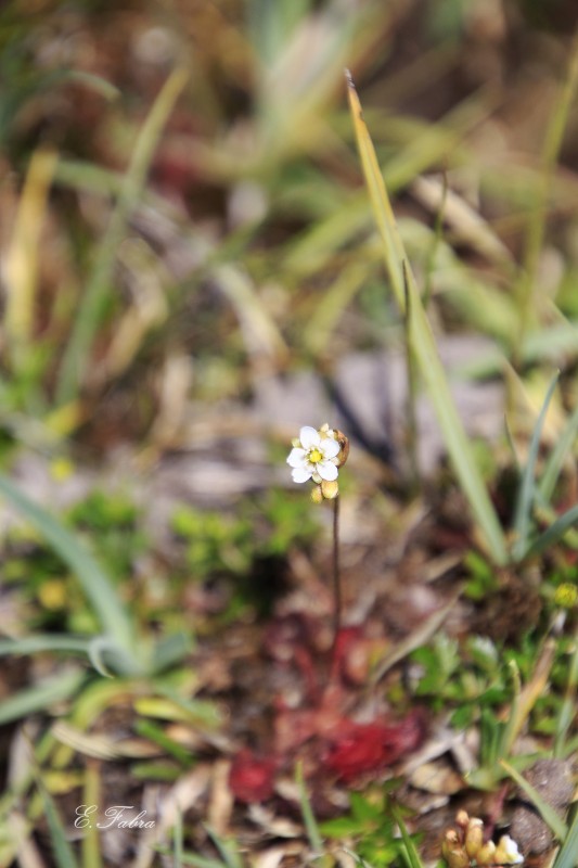 Drosera rotundifolia (5).jpg