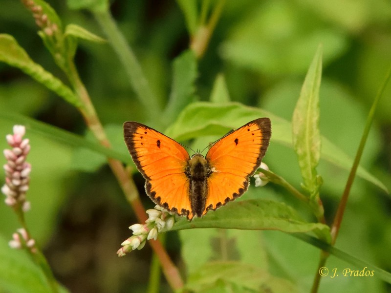 Lycaena virgaureae_13.JPG