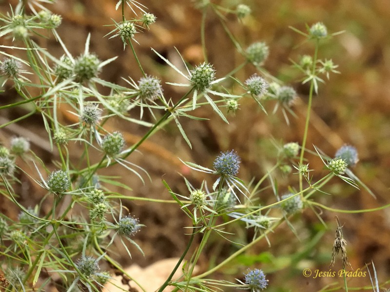 Eryngium tenue_7.JPG