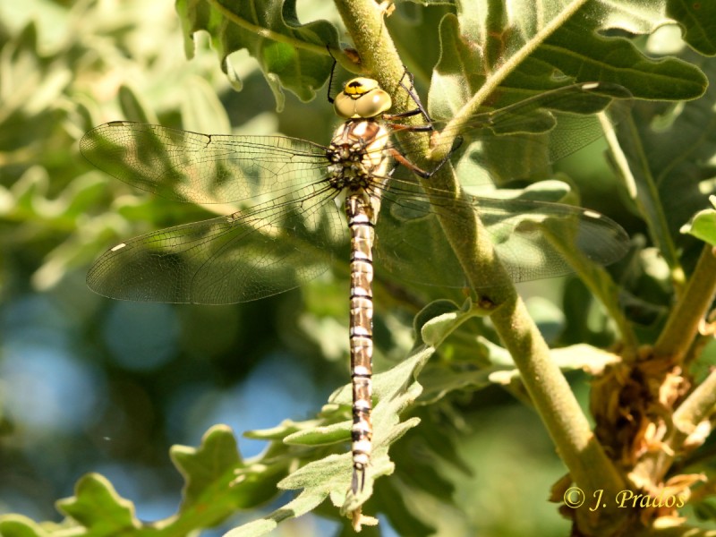 Odonato 190814_2.JPG