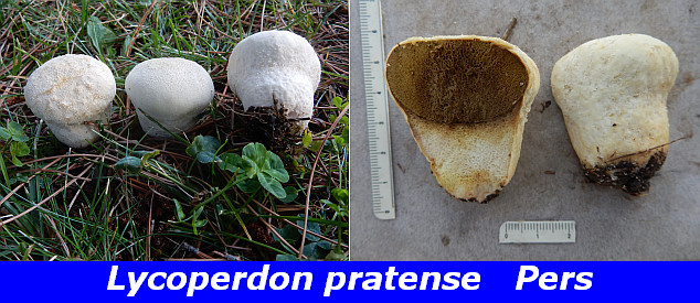 Lycoperdon pratense.jpg