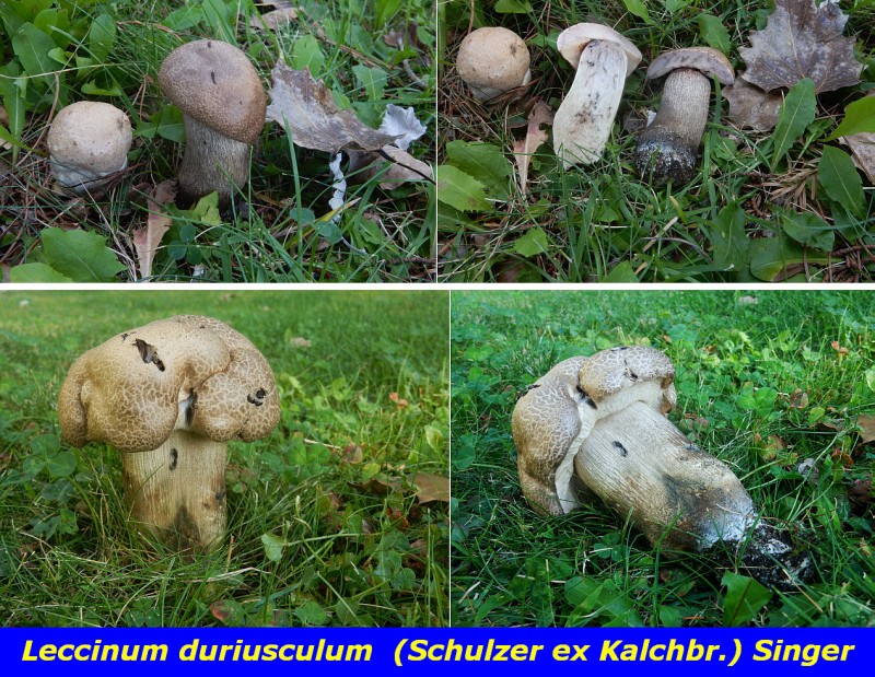 Leccinum duriusculum.jpg