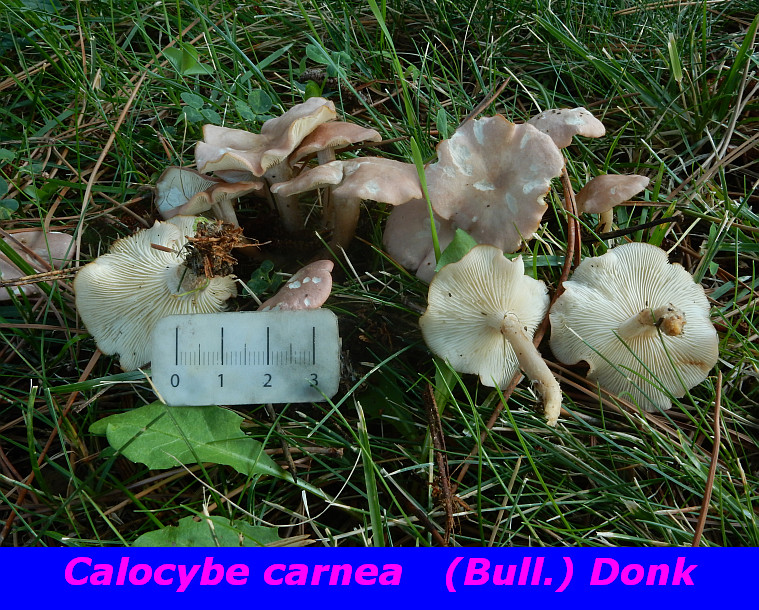 Calocybe carnea.jpg