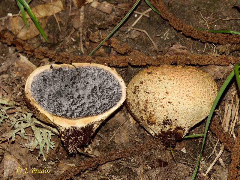 Scleroderma cf. citrinus 190826_5.JPG