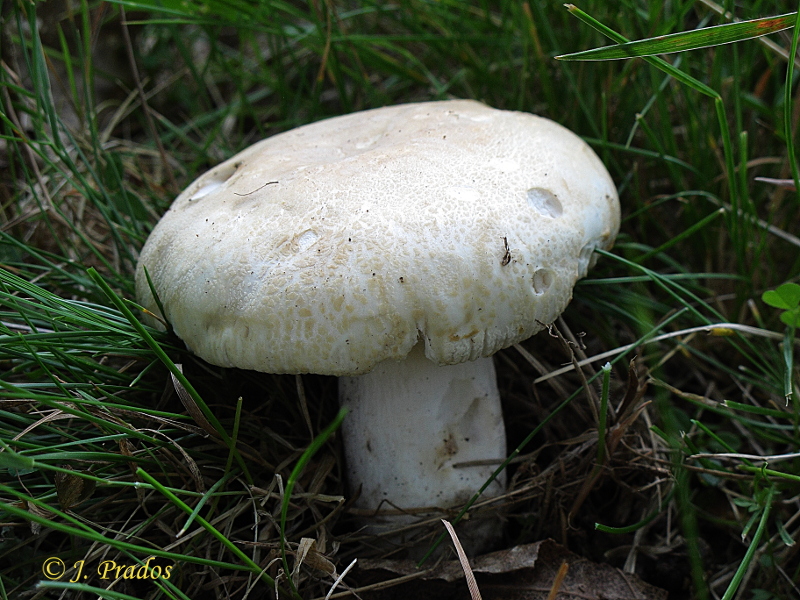 Russula cf. virescens 190719_1.JPG