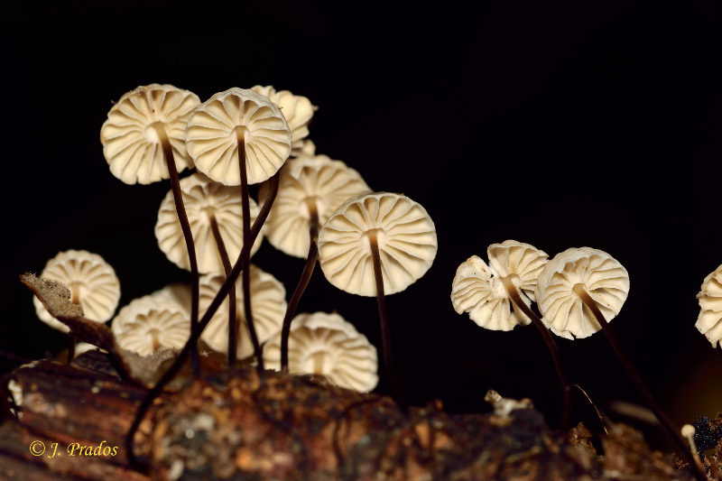 Marasmius rotula.JPG