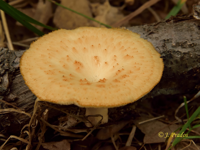 Lentinus arcularius (= Polyporus arcularius).JPG