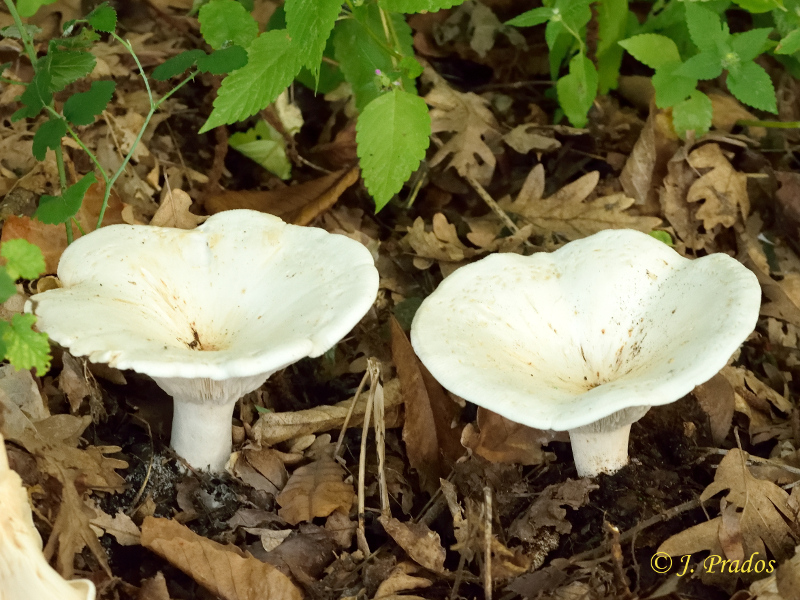 Clitocybe candida (= Leucopaxillus candidus).JPG