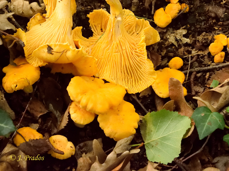 Cantharellus cibarius.JPG