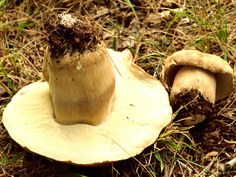 Boletus reticulatus (= B, aestivalis).JPG