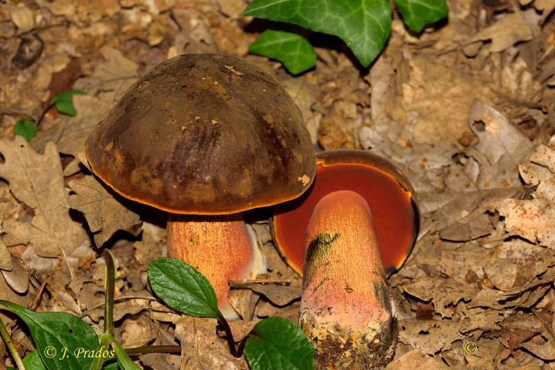 Neoboletus erythropus (= Boletus erythropus).JPG