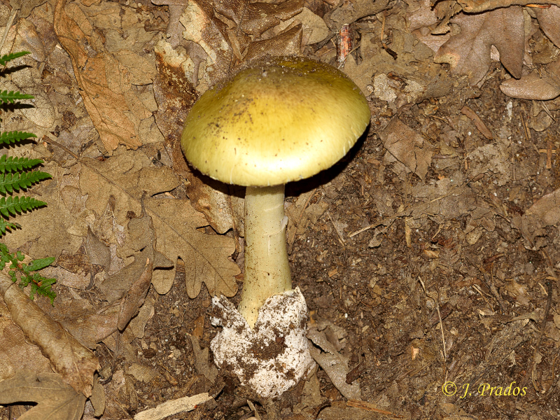 Amanita phalloides.JPG