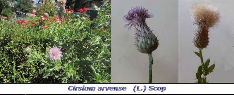 Cirsium arvense   (L.) Scop.jpg