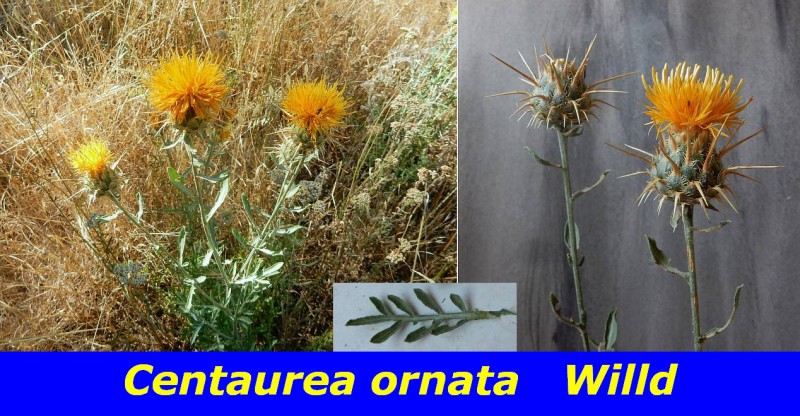 Centaurea ornata Willd.jpg