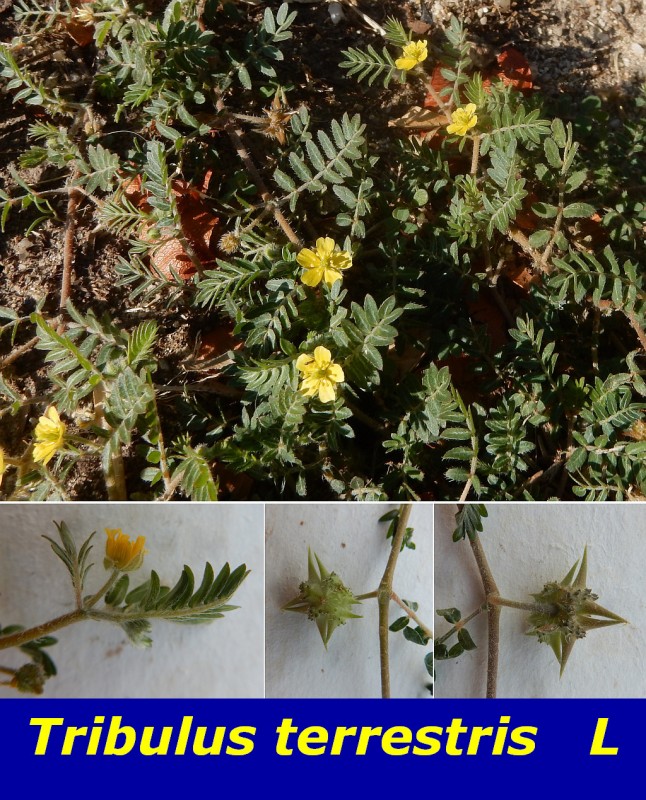 Tribulus terrestris L.jpg