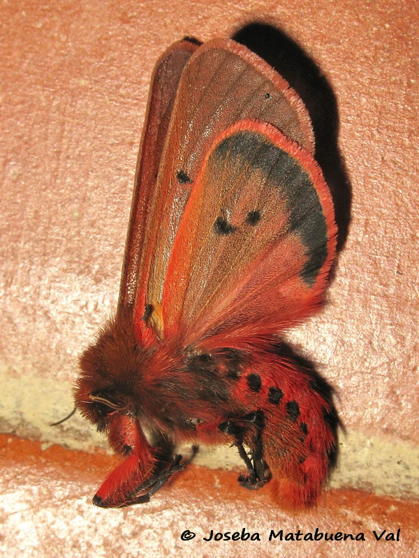 Phragmatobia fuliginosa - Erebidae 190815 5800 bu.jpg