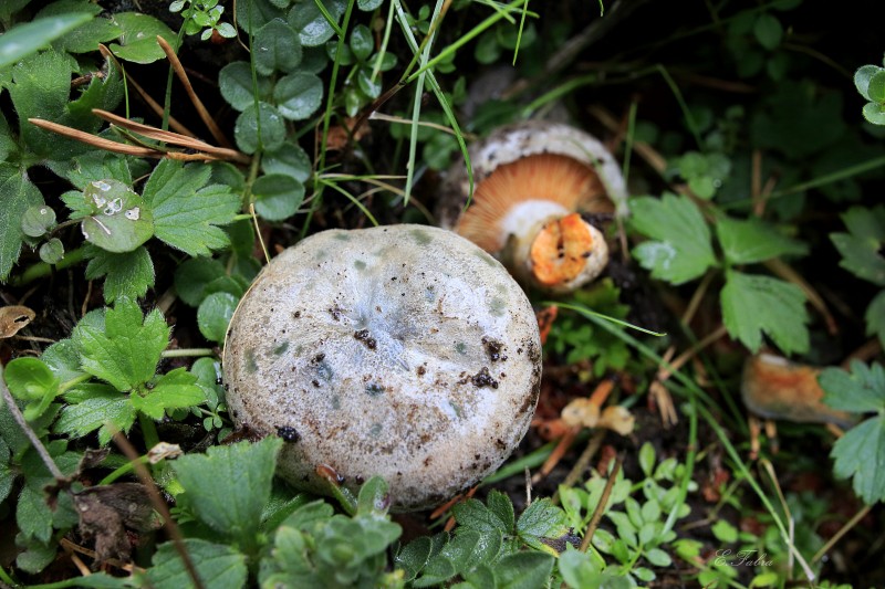 Lactarius cf quieticolor (1).jpg