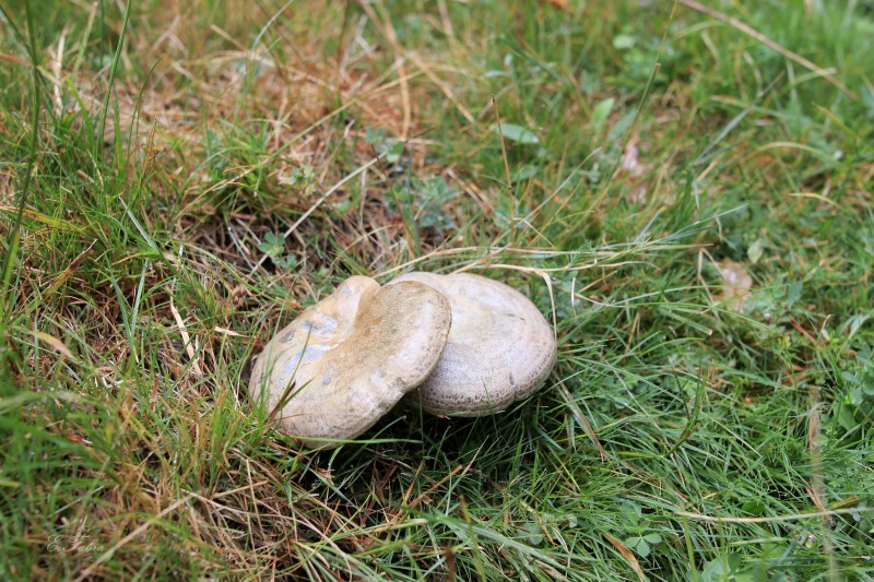 Lactarius cf quieticolor (2).jpg