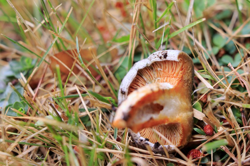 Lactarius cf quieticolor (3).jpg