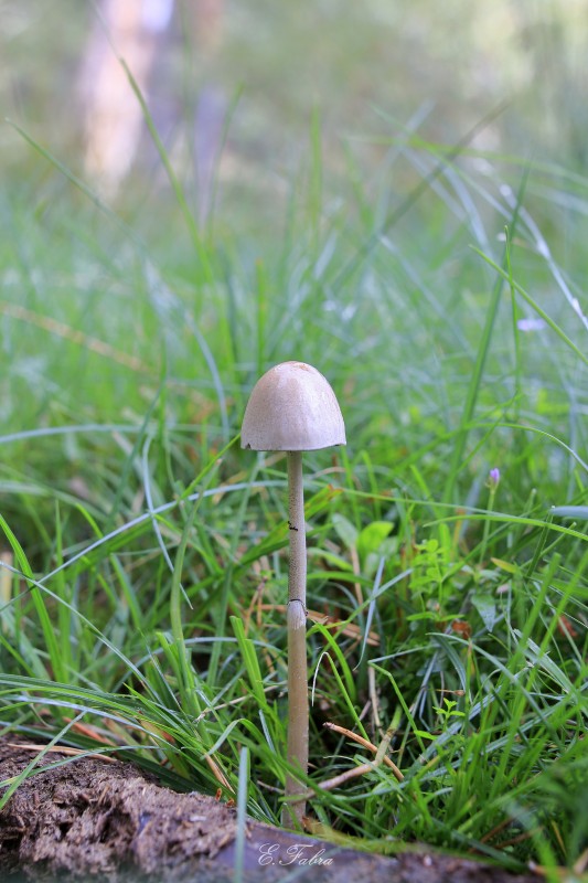 Panaeolus cf semiovatus.jpg