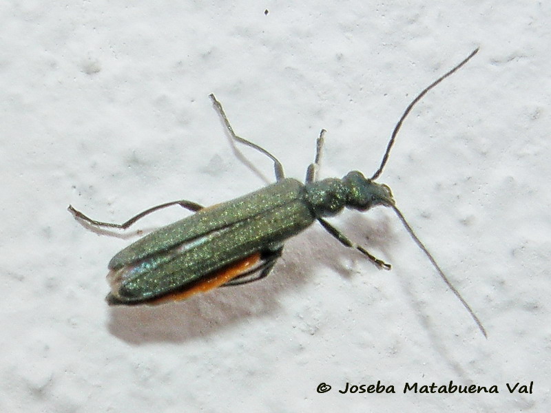 Coleoptera 190801 4451 le.jpg